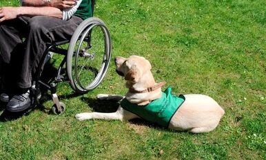 Qu'est-ce que la médiation animale ?