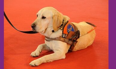 Nos amis les chiens-guides