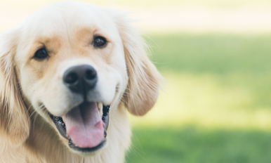 animaux compagnie MAD